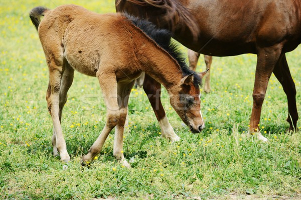 Potro égua campo grama natureza cavalo Foto stock © zurijeta