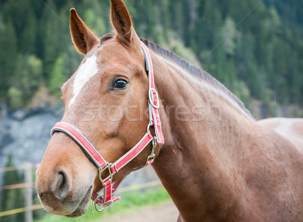 лошади глаза волос темно голову Сток-фото © zurijeta