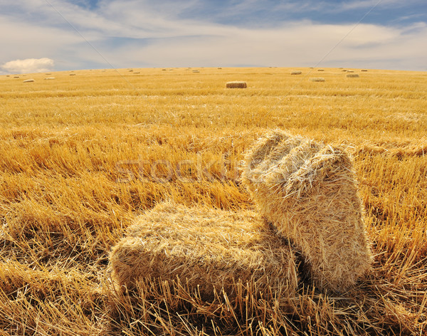 On the field, ending summer Stock photo © zurijeta