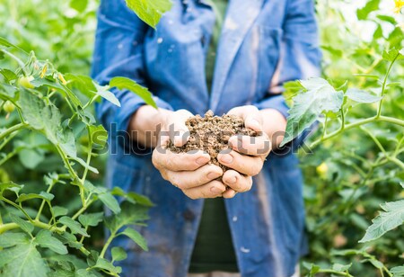 Senior woman holding young spring plant in hands for ecology and Stock photo © zurijeta