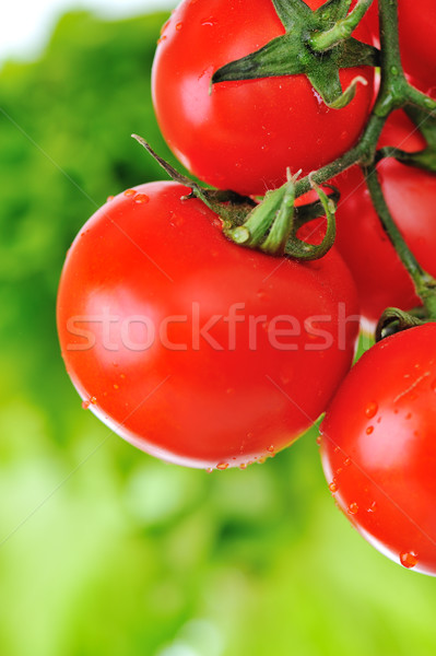 Close up image of fresh red tomatoes on the plant in garden Stock photo © zurijeta