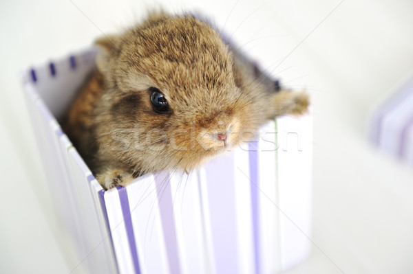 ウサギ かわいい 赤ちゃん 驚き ボックス 眼 ストックフォト C Zurijeta Stockfresh