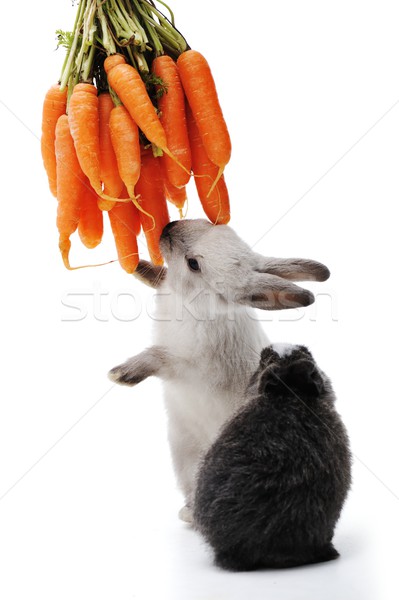 Little rabbit on white Stock photo © zurijeta