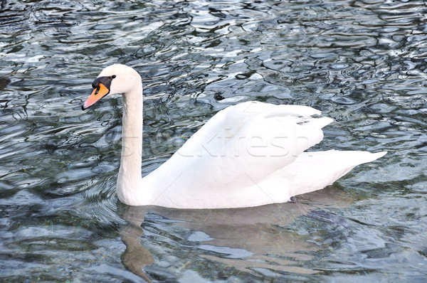 Beautiful swan on the lake Stock photo © zurijeta