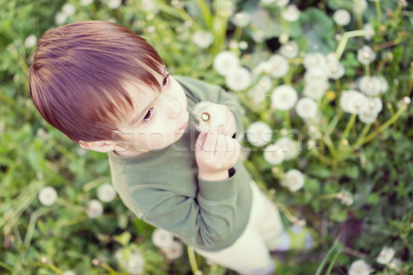 Cute kid having fun with dandelions Stock photo © zurijeta