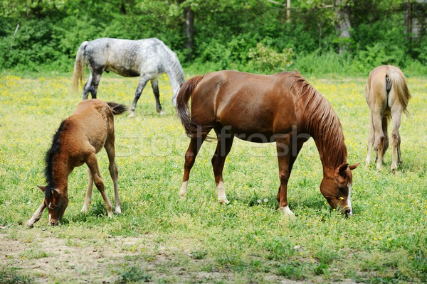 Horses in field Stock photo © zurijeta