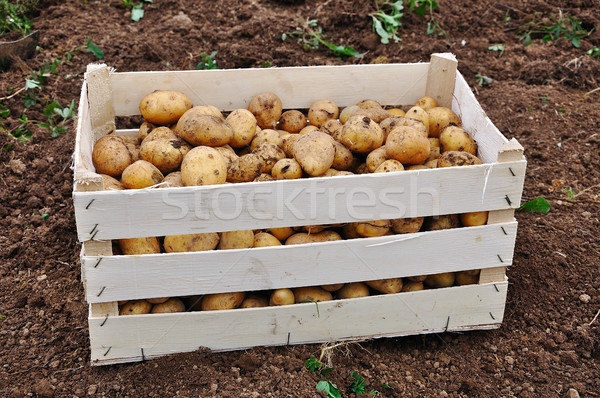 Collected potato after fall vintage on ground Stock photo © zurijeta