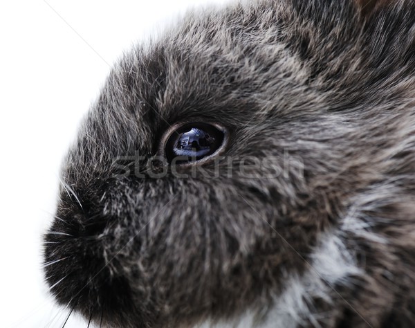 Peu lapin blanche oeil printemps [[stock_photo]] © zurijeta
