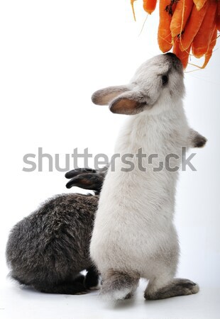 Little rabbit on white Stock photo © zurijeta