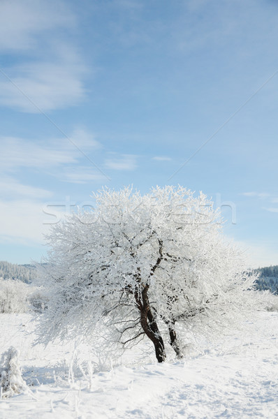 Winterlandschap natuurschoon boom gras ontwerp sneeuw Stockfoto © zurijeta