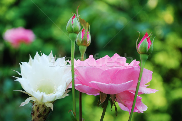 Roses and flowers in the garden Stock photo © zurijeta