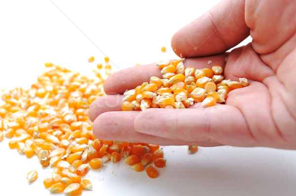 Corn in hand Stock photo © zurijeta