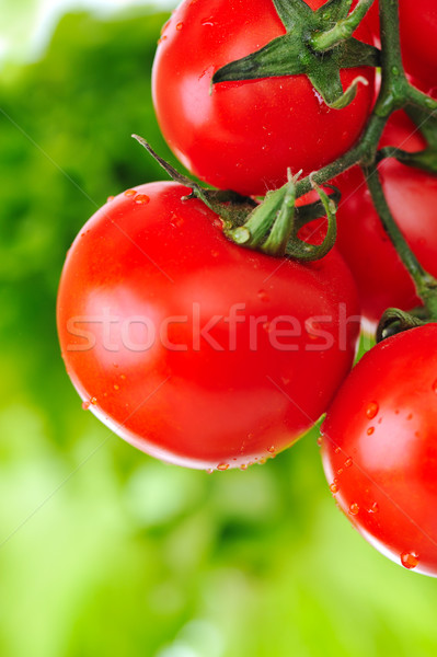 Close up of fresh red tomatoes still on the plant Stock photo © zurijeta