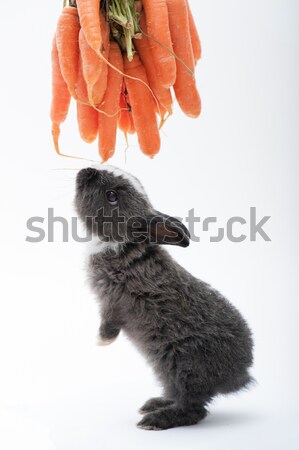 Little rabbit on white Stock photo © zurijeta