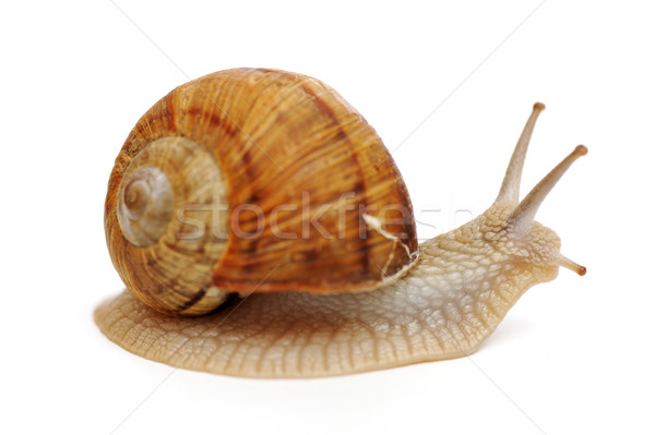 Snail Stock photo © zurijeta