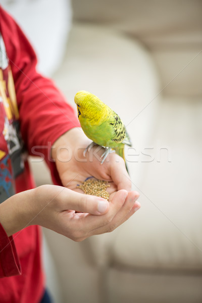 Stock photo: Kid playing with his pet parrot and feeding it