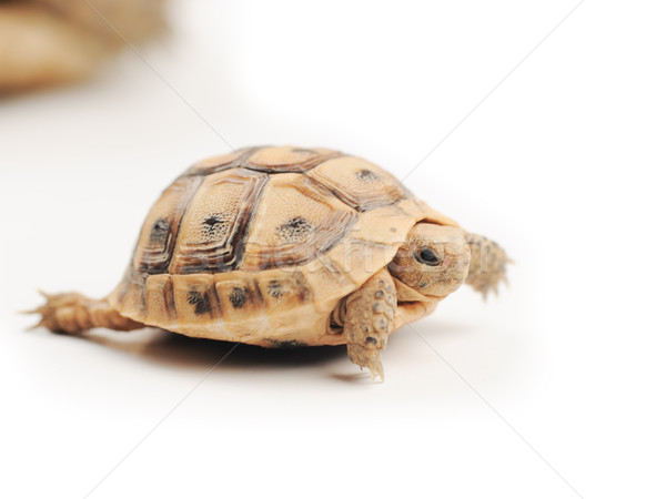 Schildpad poseren oog natuur schoonheid groene Stockfoto © zurijeta