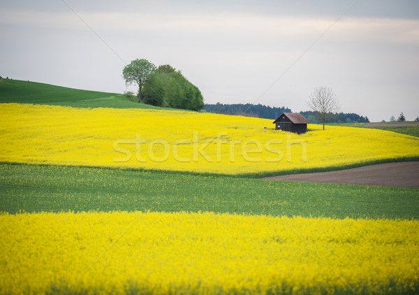 Beautiful fields and small cottage Stock photo © zurijeta