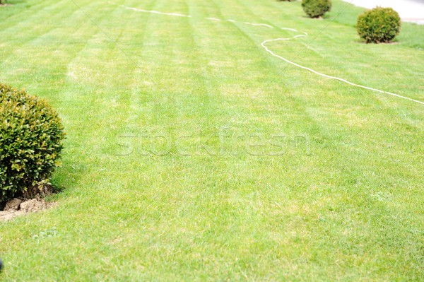 Groene gras man tuin zomer Stockfoto © zurijeta