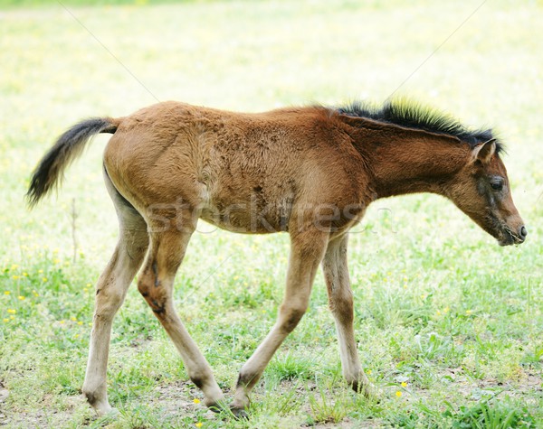 Bébé cheval herbe nature vert bleu [[stock_photo]] © zurijeta