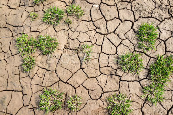 Plant growing in a crack on dry ground Stock photo © zurijeta