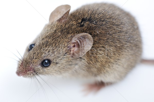 Mouse izolat alb ochi faţă medicină Imagine de stoc © zurijeta