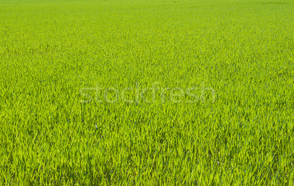 Green grass meadow Stock photo © zurijeta
