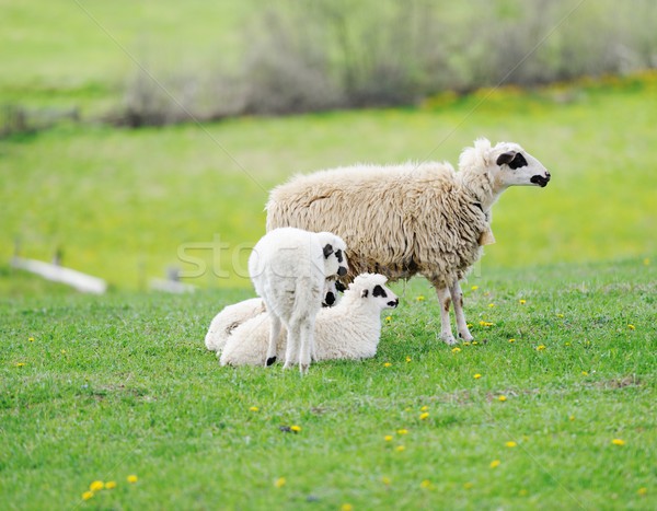 Sheep and two lambs Stock photo © zurijeta