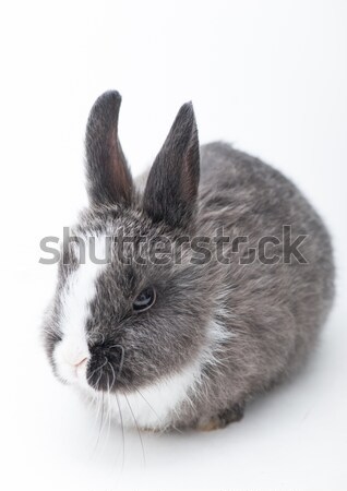 Stok fotoğraf: Küçük · tavşan · beyaz · genç · kulaklık