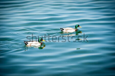 Göl su sevmek doğa kuş mavi Stok fotoğraf © zurijeta