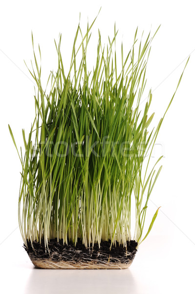 Erba verde impianto radici muffa isolato alimentare Foto d'archivio © zurijeta