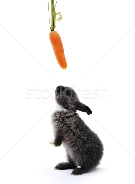 Little rabbit on white Stock photo © zurijeta