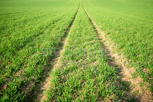 Lawn in sunlight Stock photo © zurijeta