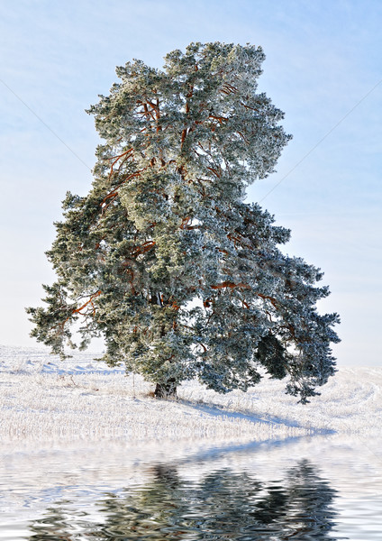 Foto stock: árvore · lago · céu · neve · fundo