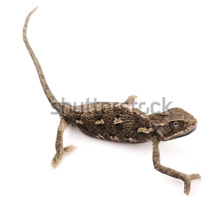 商业照片: 美丽 · 变色龙 · 坐在 ·白· 性质