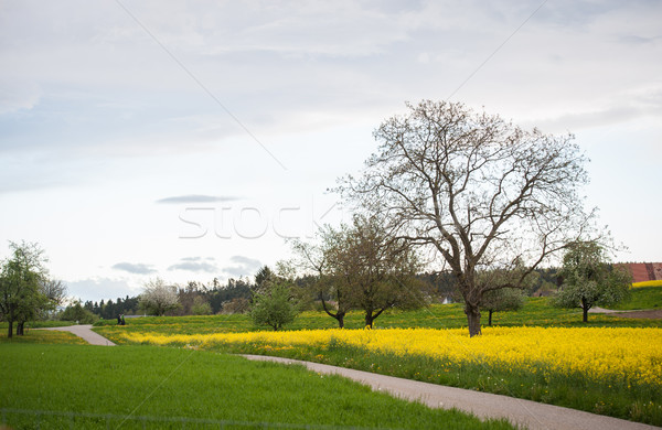 Beautiful fields Stock photo © zurijeta