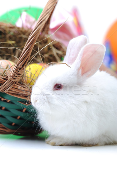 Biały piękna królik Easter bunny jaj koszyka Zdjęcia stock © zurijeta