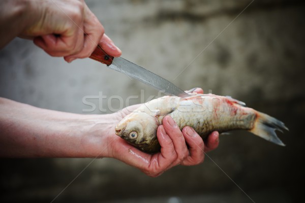 Vorbereitung marine Fisch Frau Hände Hand Stock foto © zurijeta