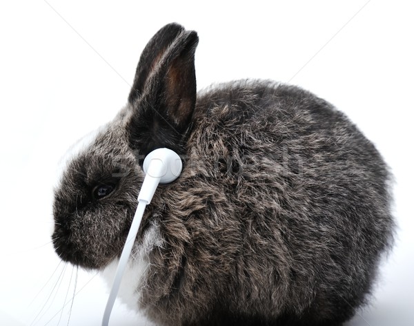 小 兔 白 年輕 聽音樂 頭戴耳機 商業照片 © zurijeta