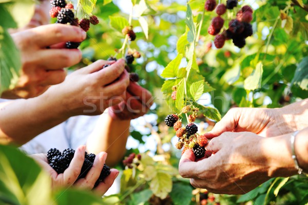 BlackBerry raccolto raccolta donna natura frutta Foto d'archivio © zurijeta