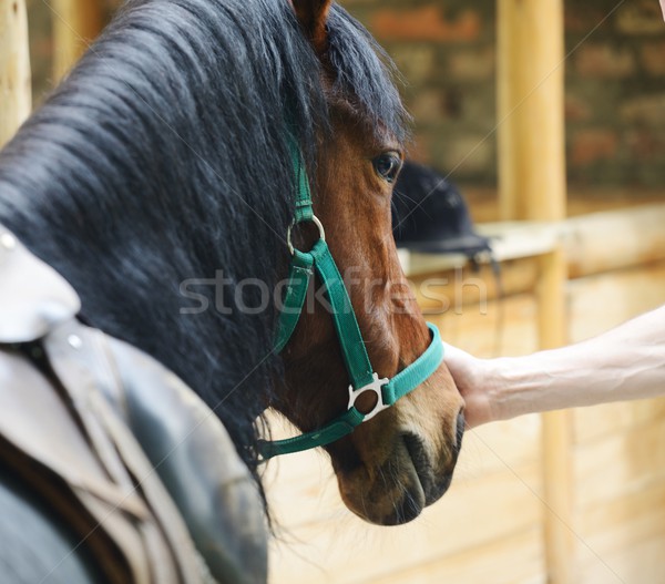 Młodych elegancki człowiek jazda konna konia Zdjęcia stock © zurijeta