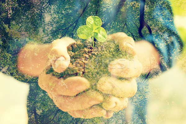 年轻 · 春天 · 植物 / senior woman holding young spring plant