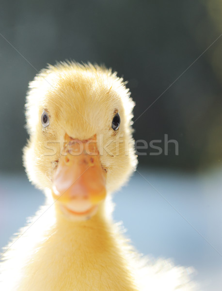 Pequeno pato páscoa bebê pássaro pena Foto stock © zurijeta