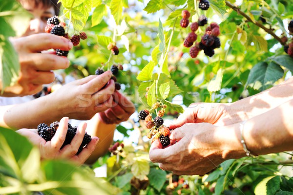 黑莓 收成 水果 性質 商業照片 © zurijeta