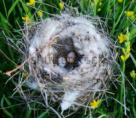 Bird nest with eggs Stock photo © zurijeta