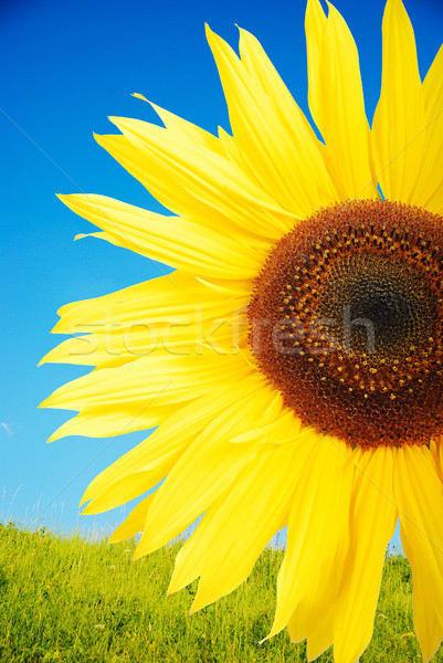 Stockfoto: Mooie · gele · bloem · kleurrijk · zonnebloem · hemel · natuur