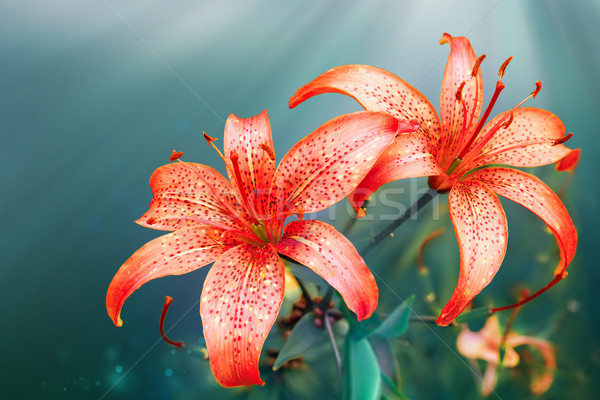 red lilies Stock photo © zven0