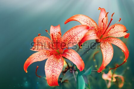 Stockfoto: Rood · lelies · mooie · natuur · bloemen · licht