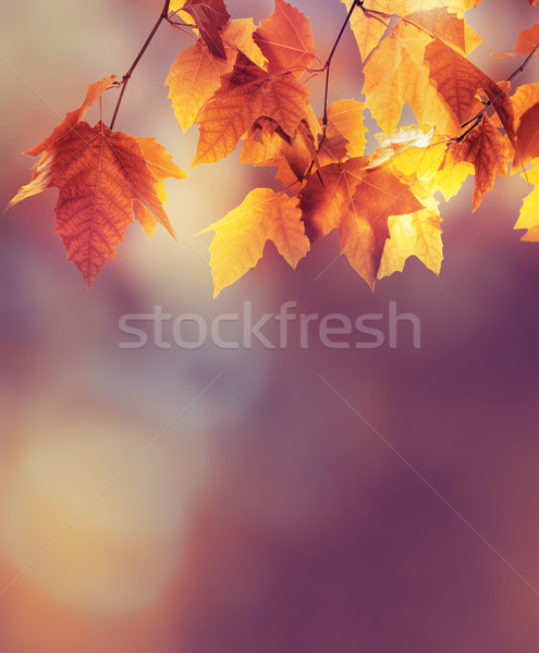 Autumn background Stock photo © zven0