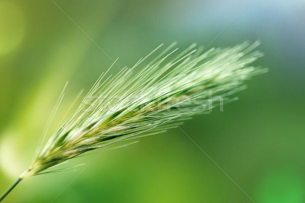 Foto stock: Naturaleza · resumen · verde · fondo · campo · trigo